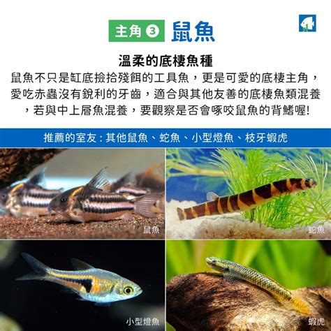 混養魚|孔雀魚混養指南：與哪些觀賞魚相處融洽？ 